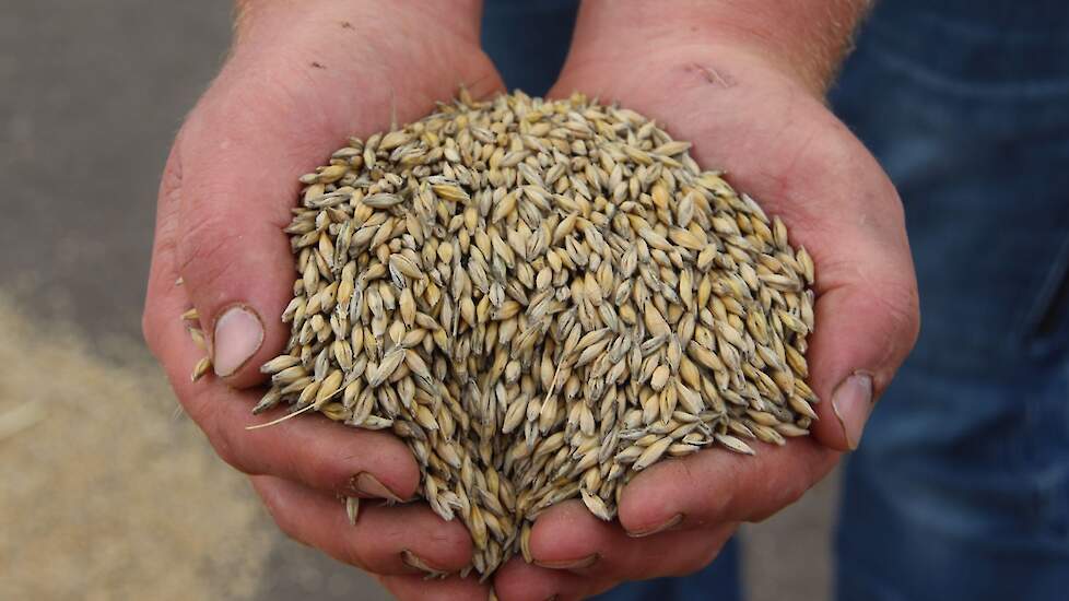 Het vochtgehalte bedroeg 15,6. De uiteindelijk opbrengst bedraagt 6,4 ton/ha. Linssen is daarmee tevreden. „Op deze zandgronden is het moeilijk een hogere opbrengst te realiseren.”