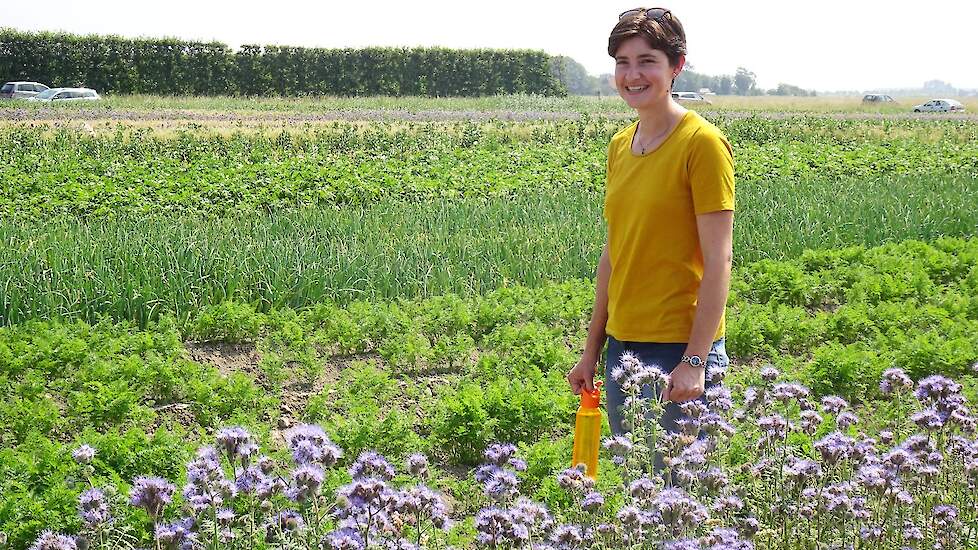 Anneleen Riemens tussen de stroken op proefboerderij Rusthoeve in Colijnsplaat (ZL).