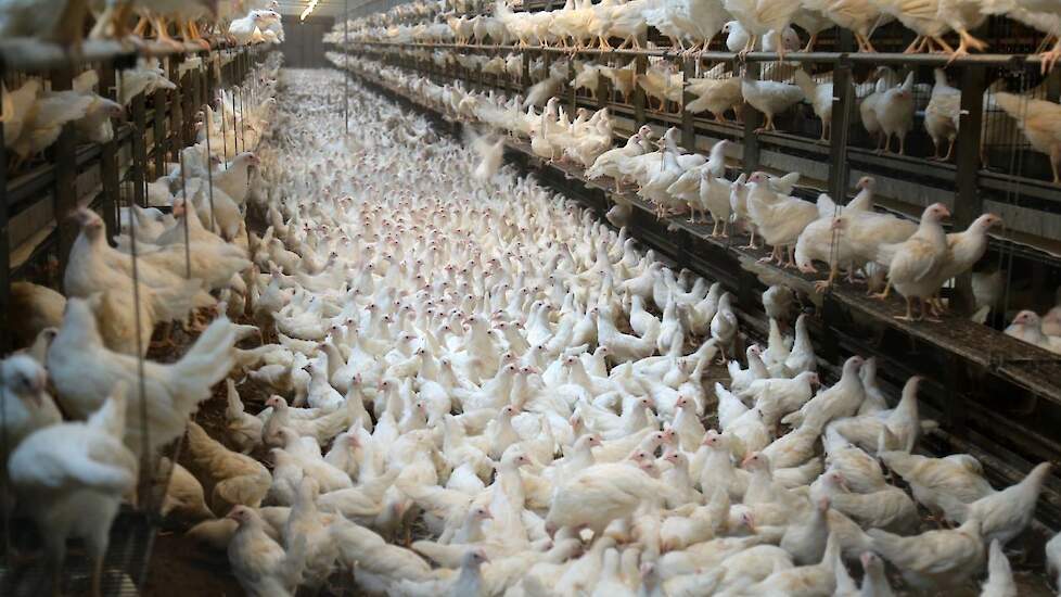 De darmgezondheid op peil houden is het belangrijkste in de opfok van leghennen, stelt Swennen. „Bij Vepymo enten we als enige broederij en opfokorganisatie in Nederland en Vlaanderen niet standaard tegen coccidiose. De eerste twee rondes in een nieuwe st