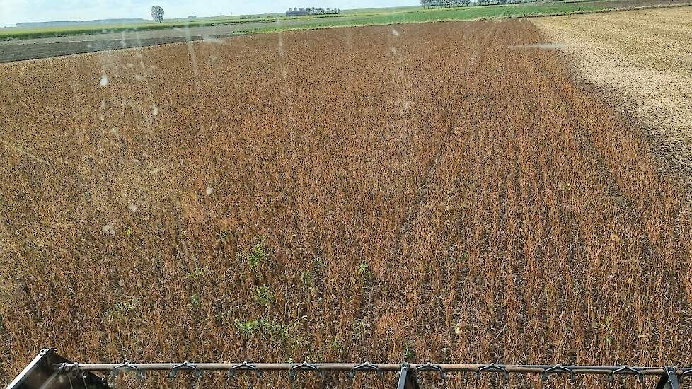 Laatste keer sojabonen dorsen voor Zeeuwse akkerbouwer