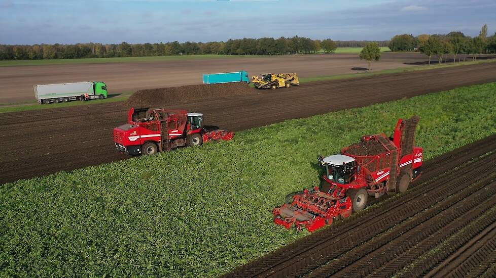 Cichorei Harvest 2021 | GRIMME REXOR 620 + 6200 Platinum | Ropa Mouse | Cichorei rooien en laden