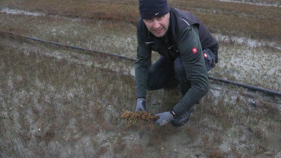 De teelt van zeekraal is volgens Hubrecht Janse niet eenvoudig. „Nog steeds leer ik ieder jaar.”