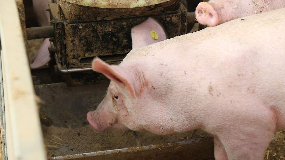 Varkenshouder in Westerbeek vecht tegen intrekking vergunningen