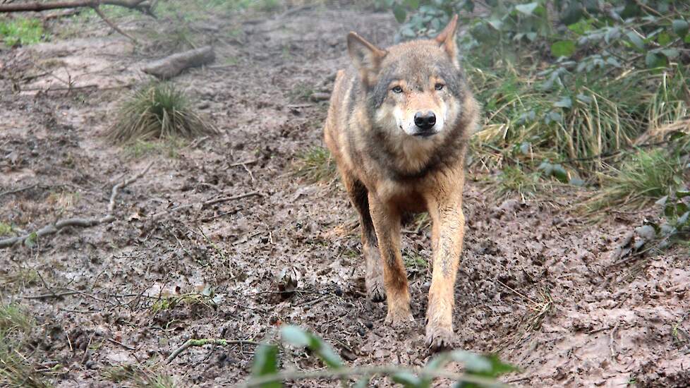 Wolf.