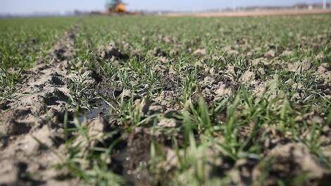 De akkerbouwsector maakt zich zorgen over de bodemkwaliteit, nu er door de stikstofaanpak op termijn mogelijk minder drijfmest beschikbaar komt.