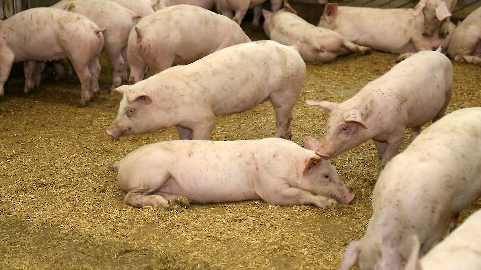 Rechter geeft Hulselse varkensboer planschadevergoeding 170.000 euro