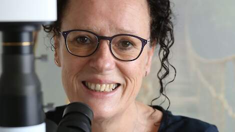Tanja Dekker gebruikt de microscoop om aan de samenstelling van het bodemleven te zien hoe gezond het systeem is.