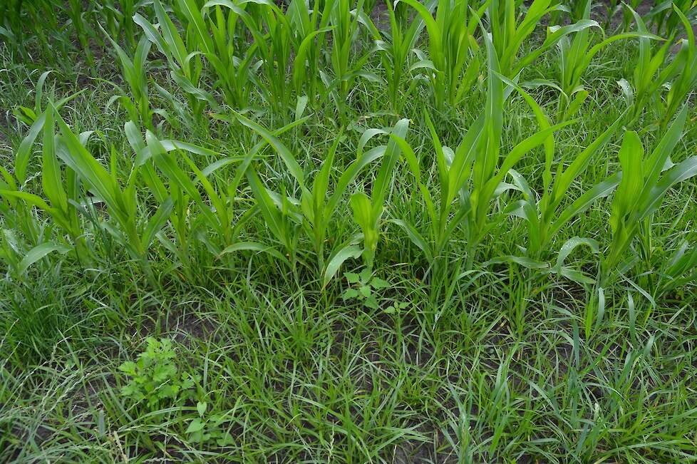 knolcyperus