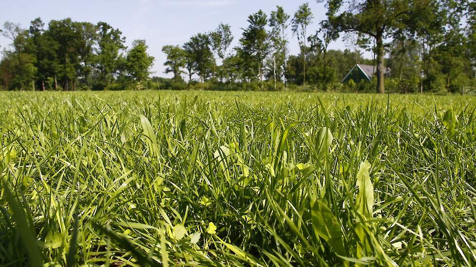 Het zaadmengsel van Pure Graze.