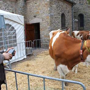 Melkveehouder Peter Erkens van de Stadsboerderij Heerlen toog met twee koeien en twee kalveren naar Gulpen.