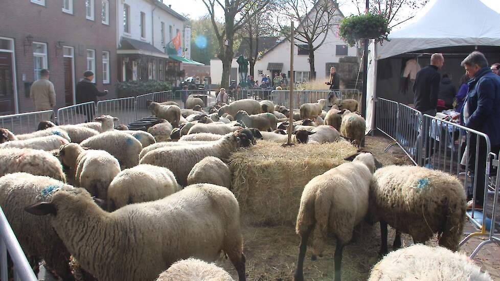 Schaapskooi Mergelland, van familie Lardinois uit Eperheide, toonde een kudde schapen en een collectie producten die van wol worden gemaakt.