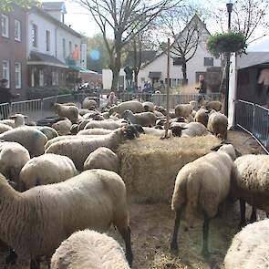 Schaapskooi Mergelland, van familie Lardinois uit Eperheide, toonde een kudde schapen en een collectie producten die van wol worden gemaakt.