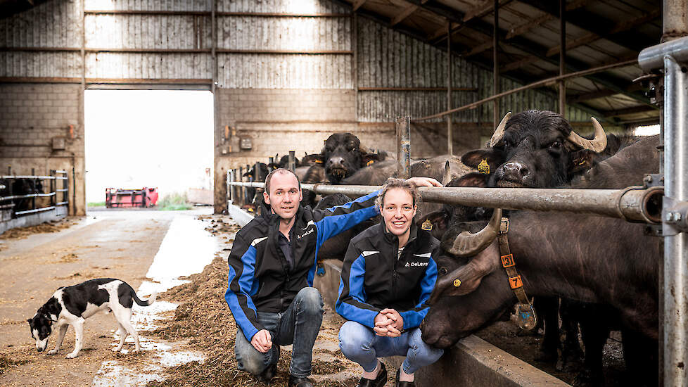 Marcel Smolders en Marion Timmersmans stapten over van melkkoeien naar waterbuffels. „We wilden al langer iets anders doen dan anderen.”