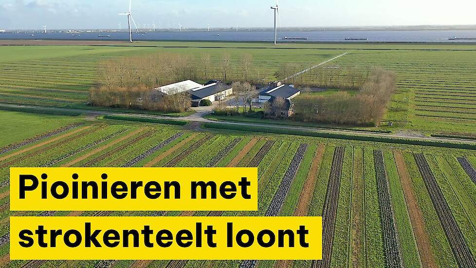 Pionieren met strokenteelt loont