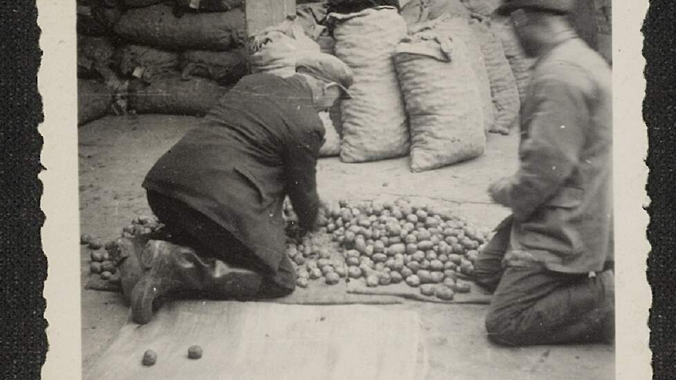 Aardappelen sorteren en keuren, 1948