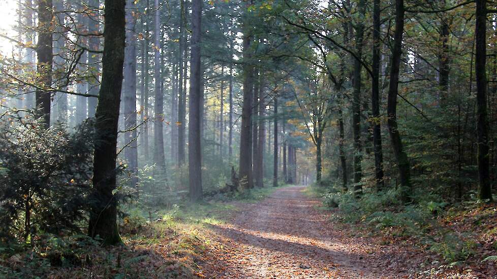 Foto ter illustratie. Dit is niet de Zeldersche Driessen.