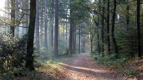 Foto ter illustratie. Dit is niet de Zeldersche Driessen.