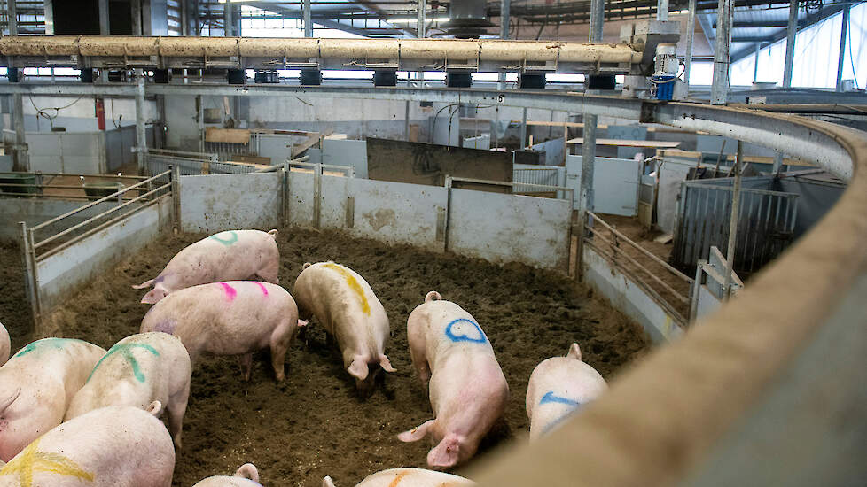 In de Familievarkenstal blijven vleesvarkens van vier tomen hun hele leven bij elkaar.