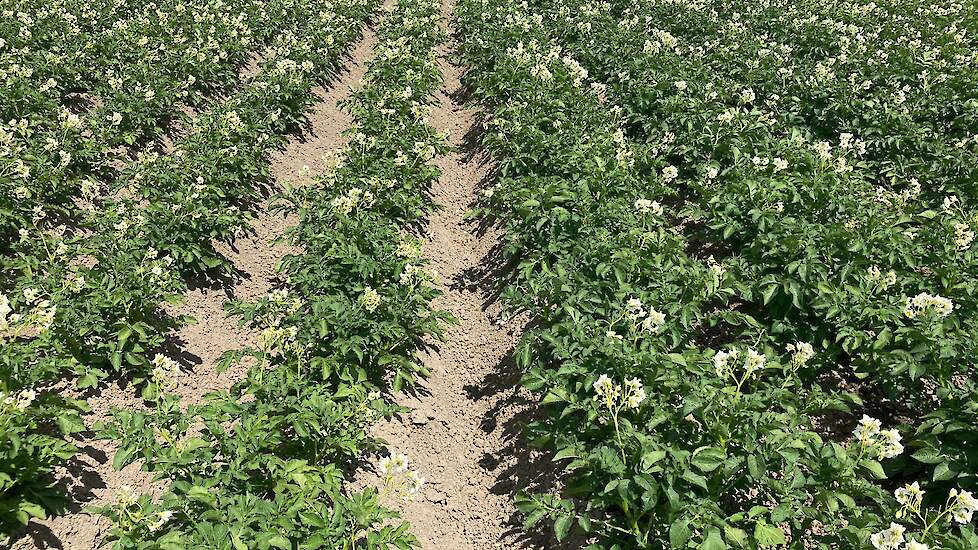Links aardappelen zonder dripirrigatie, rechts aardappelen met.