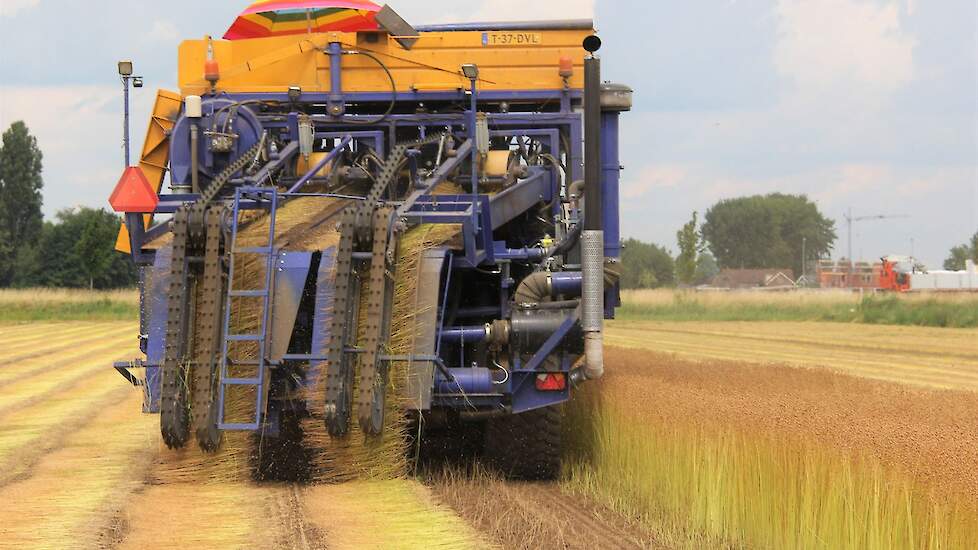 Het stro moet vervolgens roten, zodat de vlasvezel met behulp van temperatuur en vocht loskomt. Na enige tijd wordt het vlas gekeerd om verder te roten. Uiteindelijk wordt het stro in de ronde balen geperst en naar de fabriek in Sluiskil gebracht, waar he