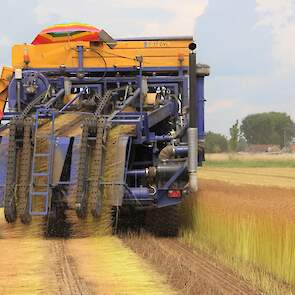 Het stro moet vervolgens roten, zodat de vlasvezel met behulp van temperatuur en vocht loskomt. Na enige tijd wordt het vlas gekeerd om verder te roten. Uiteindelijk wordt het stro in de ronde balen geperst en naar de fabriek in Sluiskil gebracht, waar he