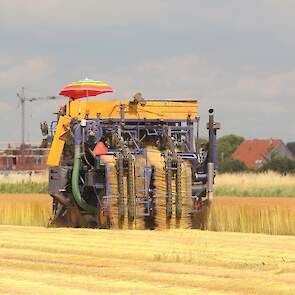 In Nederland wordt circa 2.100 hectare vlas geteeld.