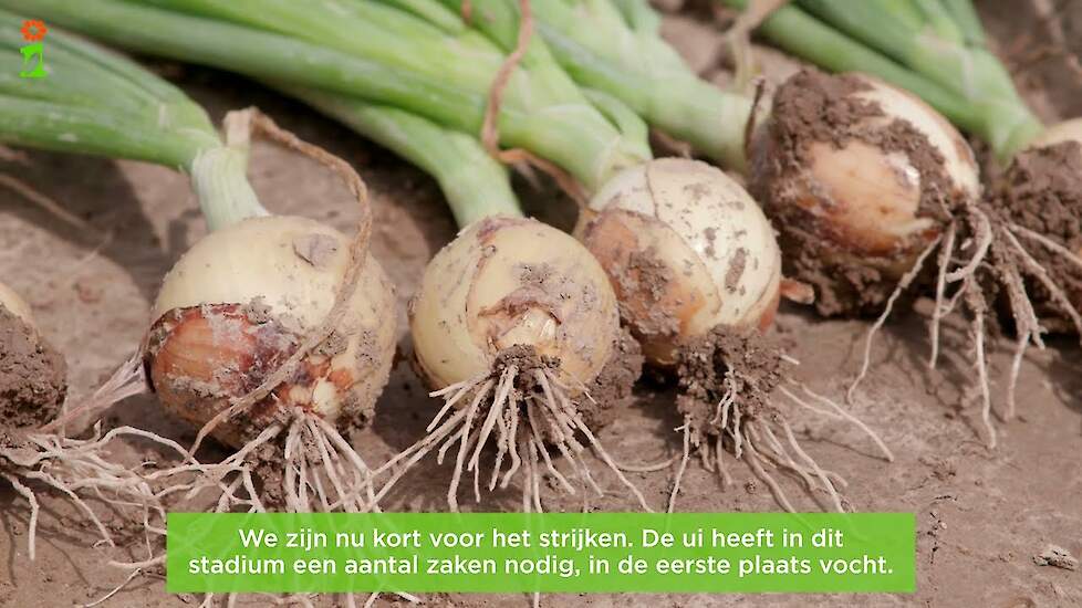 Alles over fertigatie - Resultaat bepalen