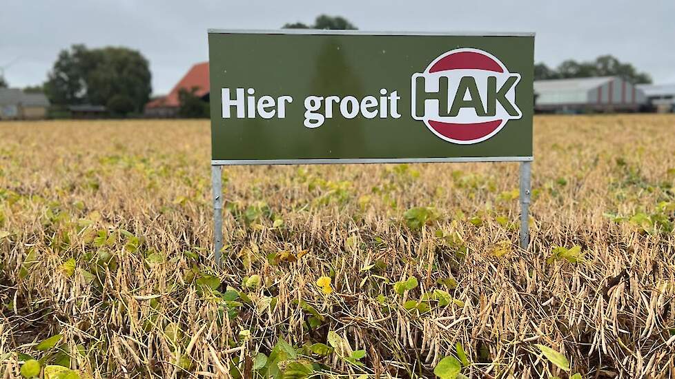 Op dit perceel groeien witte bonen van CZAV.