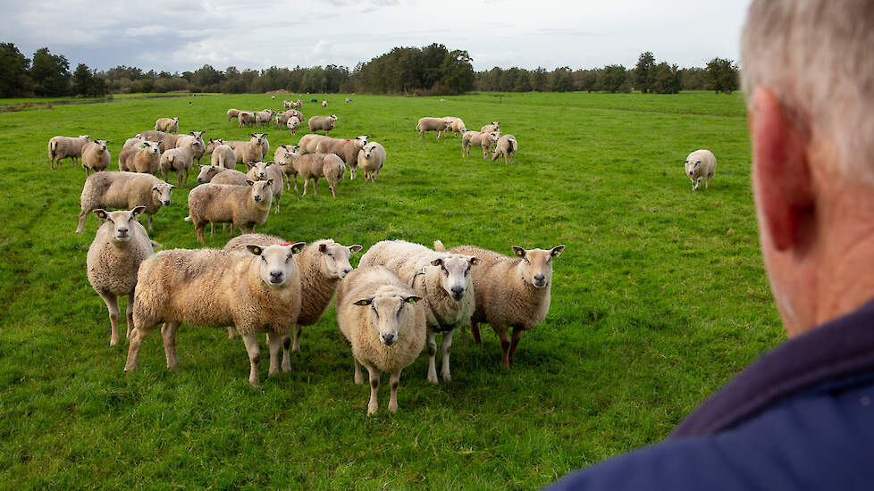 Op de top moest Wilko Kemp twintig dode dieren per dag afvoeren.