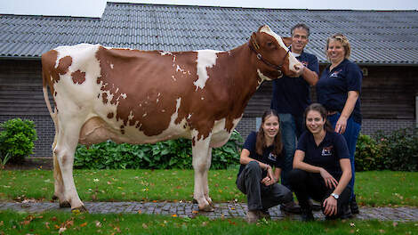 DZ Jinske 22 (Janco P x Jotani) is de derde excellente koe van Bert en Wilma Zonnenberg. Jinske behaalde een exterieur score van: F 88 T 89 U 89 B 91 A 90.