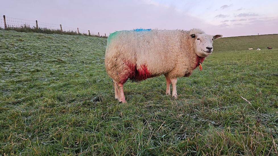 Een zwaargewond schaap in de wei op Tholen.