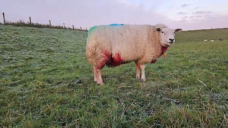 Een zwaargewond schaap in de wei op Tholen.