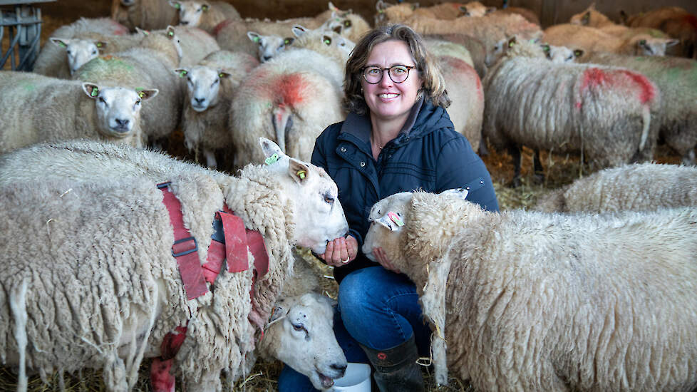 Schapenhoudster Sylvia Galesloot merkt dat er na blauwtong veel terugkomers zijn. „Straks hebben we misschien een voorjaar zonder lammeren.”