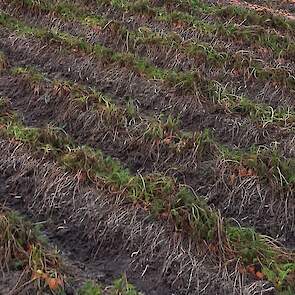 Het ging om 1,5 hectare peen van het ras Nerac.