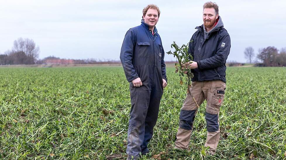 De broers Jaap Jan (r) en Henk Ras uit Den Bommel, hier in een perceel met groenbemesters, zijn één van de drie deelnemende melkveehouders.