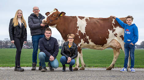Familie van Dooren bij parel uit de stal op dit moment: de roodbonte vierdekalfs Catolien 106, een Attico-dochter.