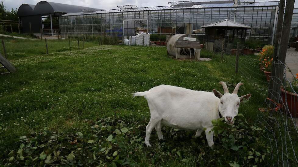 Bij zorgboerderijen is het ziekteverzuim relatief het hoogst. Op de foto een willekeurige zorgboerderij.