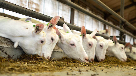 Voor de melkverwerking zijn harde, verzadigde vetzuren minder ideaal. Ze kunnen bijvoorbeeld zorgen voor een hardere kaas, die eerder brokkelt.