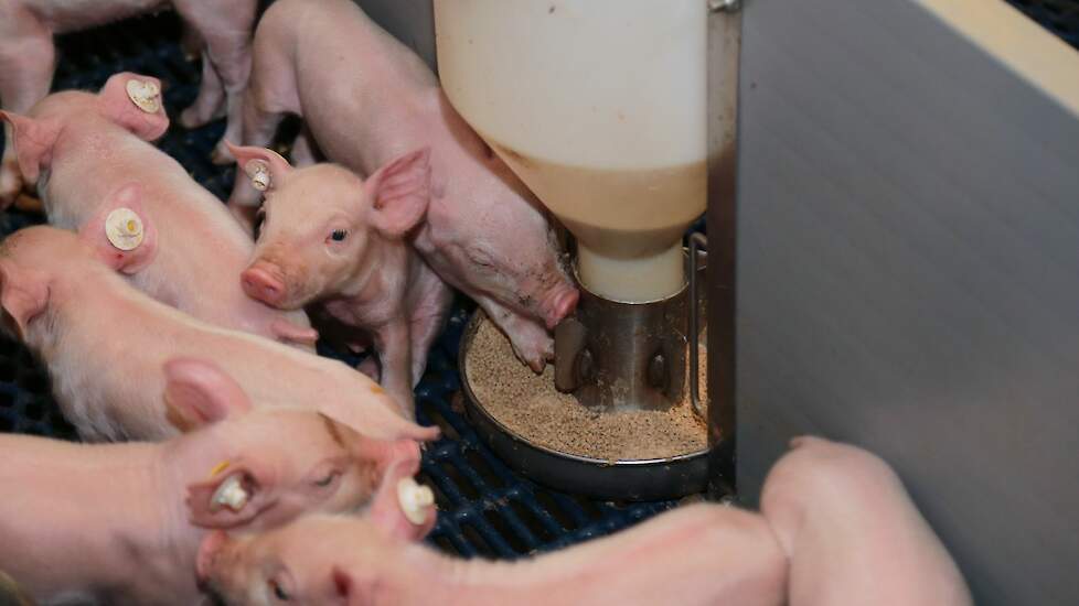 Voerfabrikant Fransen Gerrits levert sinds begin november biggenvoeders waarin diermeel uit slachtafval van pluimveeslachterijen is verwerkt. Beeld ter illustratie.