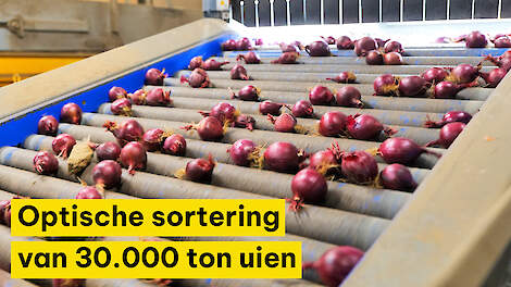 Optische sortering voor constante kwaliteit van 30.000 ton uien
