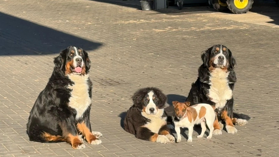 (Van links naar rechts)  Berner Sennenhond Loes (5 jaar), Berner Sennenhond Jet (5 maanden), Jack Russel Tess (5 jaar) en Berner Sennenhond Lara (2 jaar).