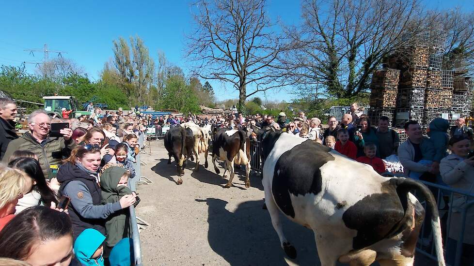 Tijdens de jaarlijks 'De Wei Op’ gaan de koeien voor de eerste keer in het seizoen naar buiten.