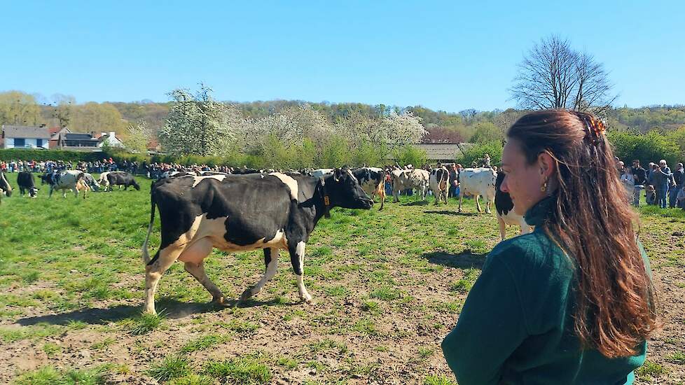 De weidegang met de welbekende koeiendans vult de familie Thijssen naast een opendag op hun bedrijf aan met een boerenmarkt, spellen voor de kinderen en een gezellig samenzijn in hun feestschuur. Op de zaterdagavond is er nog een muziekavond in de tot fee
