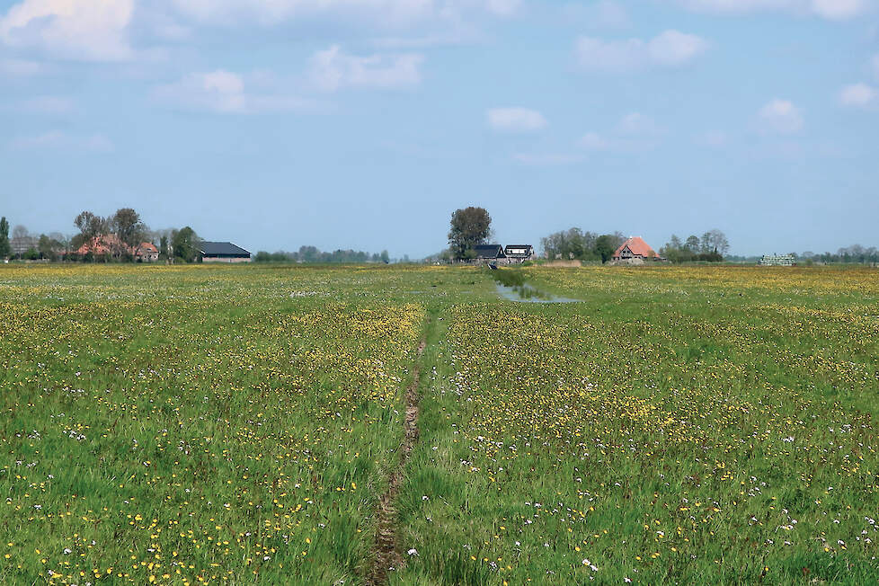 Ten minste 40 procent van het te certificeren graslandareaal bestaat uit vochtige, structuurrijke graslanden van type 2, met onder andere gewone hoornbloem, pinksterbloem, veldzuring en scherpe boterbloem.