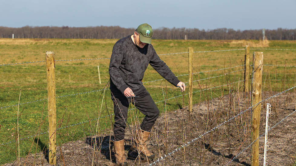De voederhaag heeft tijd nodig om te groeien. De afrastering rondom de voederhaag voorkomt dat de koeien of wild zoals reeën de jonge aanplant omver lopen of opeten.