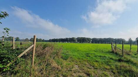 De Roesteling.