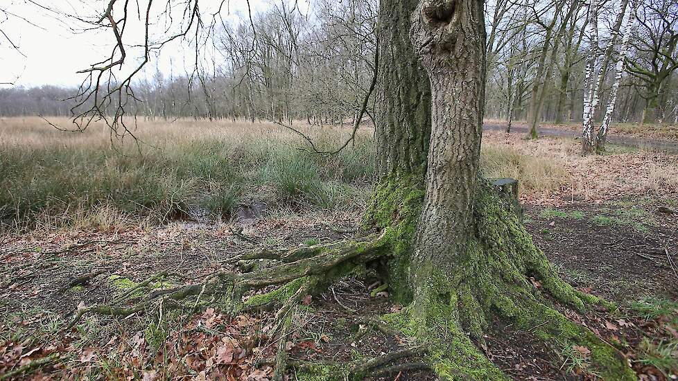 Beeld uit Mariapeel, ter illustratie