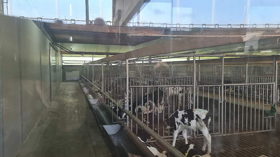 De bezoekers keken in de opfokstal via een kijkraam naar de kalfjes, met een leeftijd van twee tot drie weken.