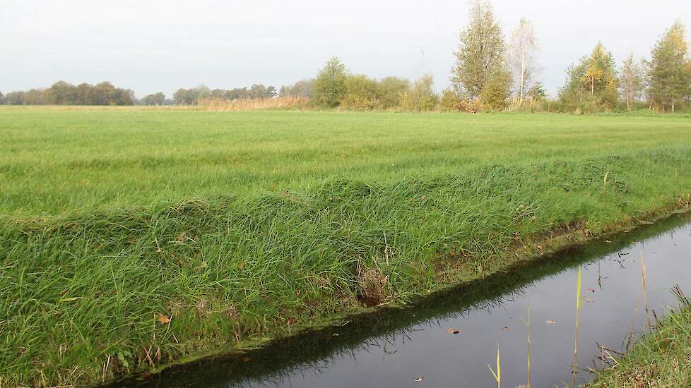 Sloot naast weiland