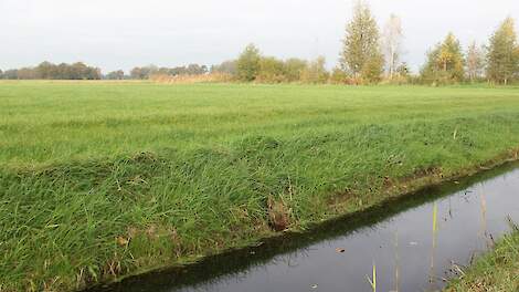 Sloot naast weiland